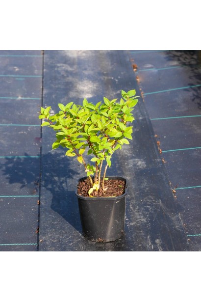 Гортензія Тач оф Пінк саджанець в контейнері 2 л